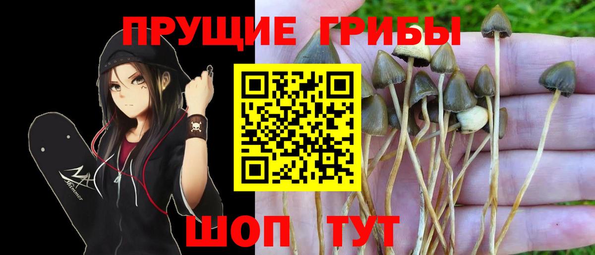 Мытищи  Галлюциногенные грибы MAGIC MUSHROOMS  Вход с VPN  Галлюциногенные грибы прущие грибы 